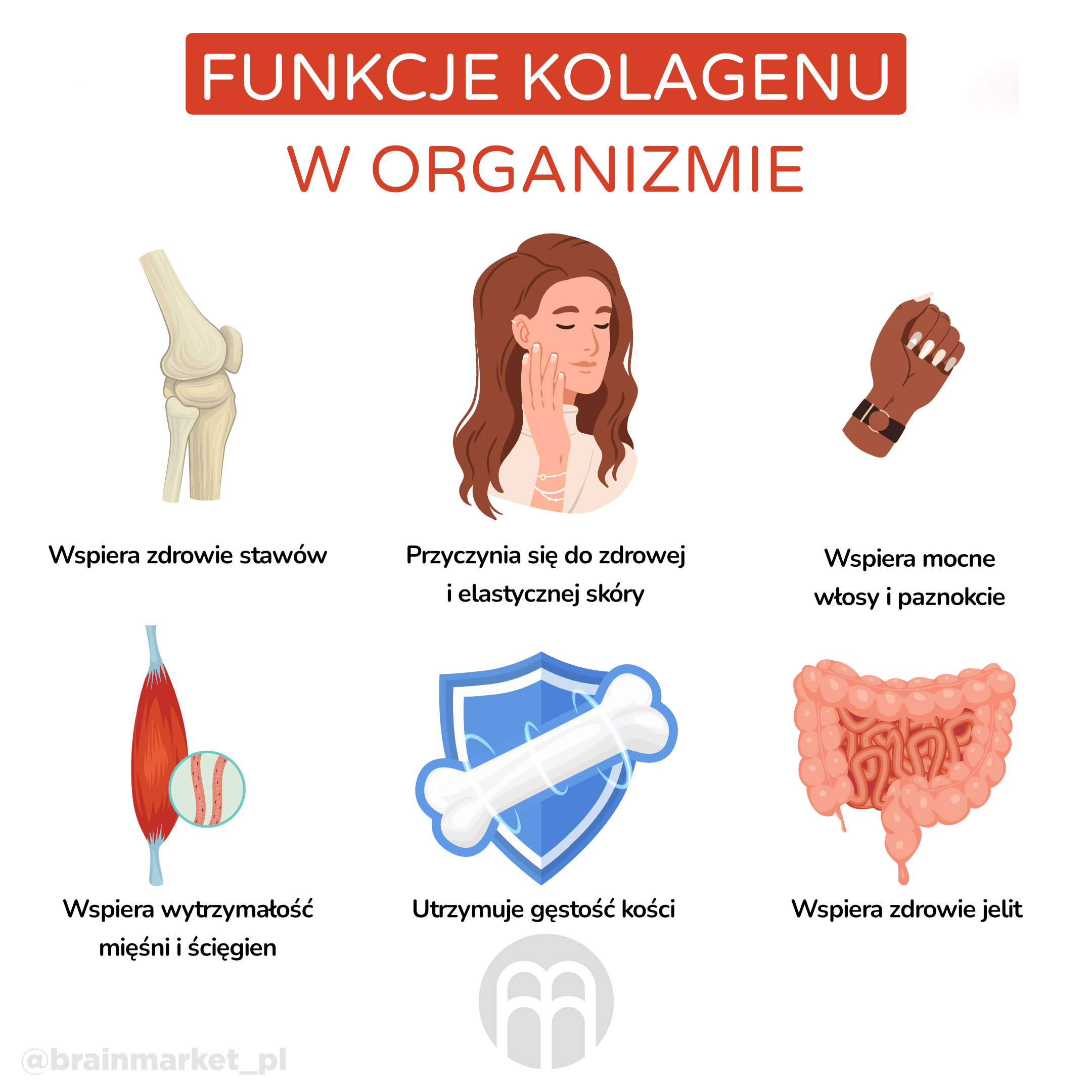 Funkce kolagenu-infografika-pl